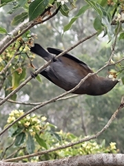 Zosterops borbonicus