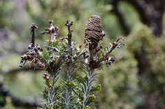 Abies spectabilis