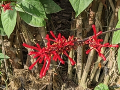 Odontonema