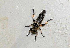 Laphriini