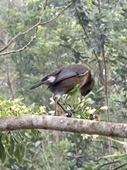 Zosterops borbonicus