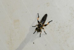 Laphriini