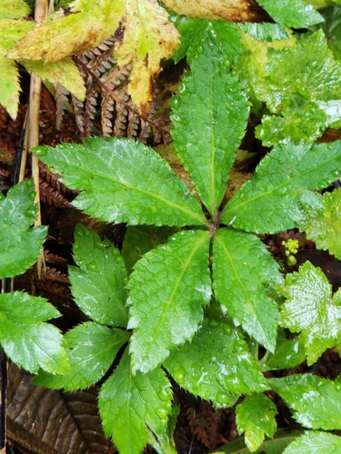 Image of Sanicula liberta by (c) Jo Roberts, some rights reserved (CC BY)