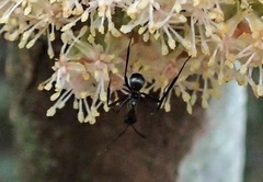 Myrmhopla