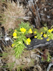 Bellardia viscosa