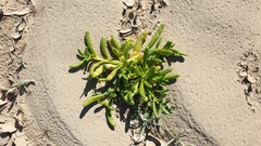 Cistanthe ambigua