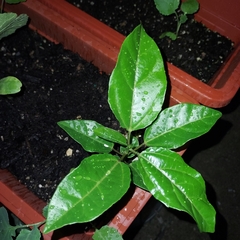 Angiospermae