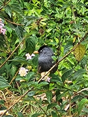 Hypsipetes borbonicus