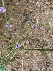 Carmichaelia australis