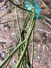 Carmichaelia australis