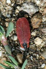 Lycus sanguinipennis