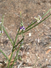 Carmichaelia australis