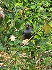 Hypsipetes borbonicus