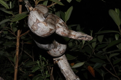 Boa constrictor