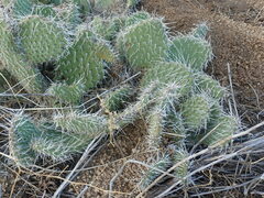 Opuntia polyacantha