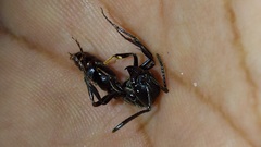 Pachycondyla crassinoda