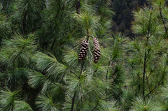 Pinus wallichiana