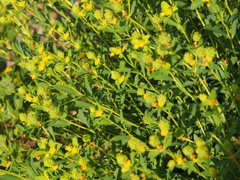 Euphorbia spinosa