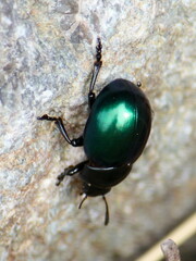 Leptinotarsa haldemani