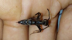 Pachycondyla crassinoda