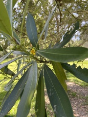 Tristaniopsis laurina