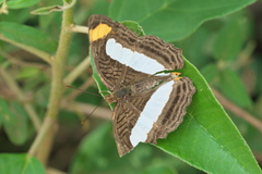 Adelpha iphicleola