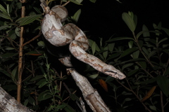 Boa constrictor