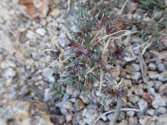 Munroa squarrosa