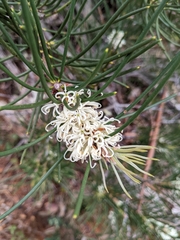 Hakea
