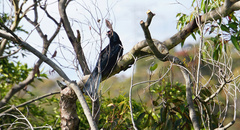 Eudynamys orientalis