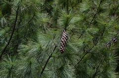 Pinus wallichiana