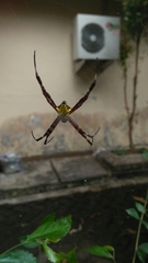 Argiope appensa