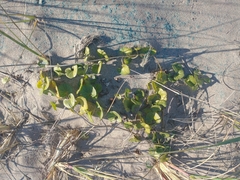 Calystegia soldanella