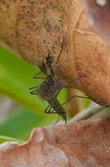 Aedes vexans