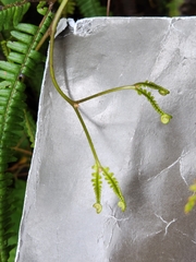 Gleicheniaceae