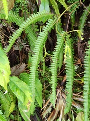 Gleicheniaceae