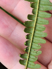 Gleicheniaceae
