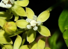 Asclepias nivea