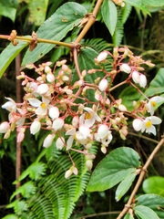 Ruizopavonia