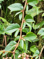 Ruizopavonia