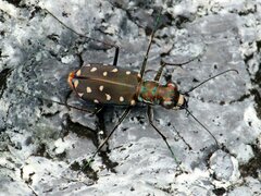 Cicindela sedecimpunctata