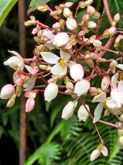 Ruizopavonia