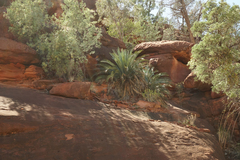 Macrozamia macdonnellii