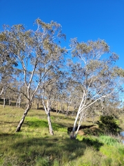 Eucalyptus pauciflora pauciflora