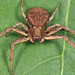 Ground Crab Spiders - Photo (c) Tom Murray, some rights reserved (CC BY-NC), uploaded by Tom Murray