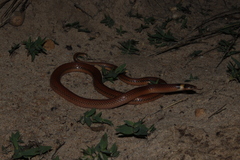 Phalotris lativittatus