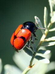 Urodera dilaticollis