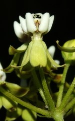 Asclepias nivea