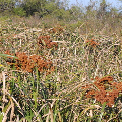 Androtrichum giganteum