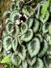 Begonia rex